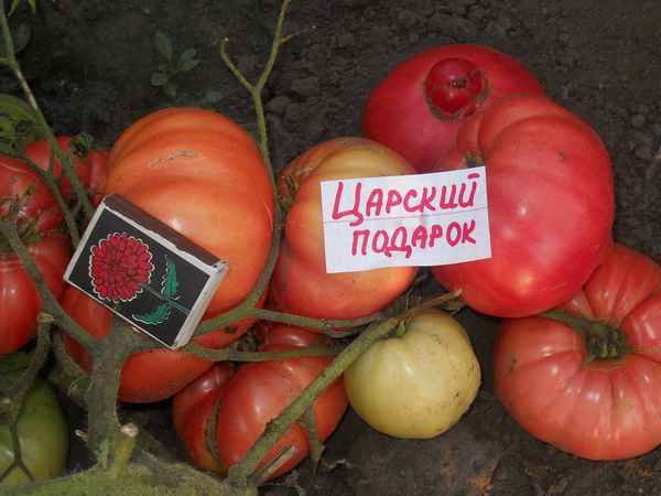 Томат Царский подарок: хаpaктеристика сорта, отзыв, фото