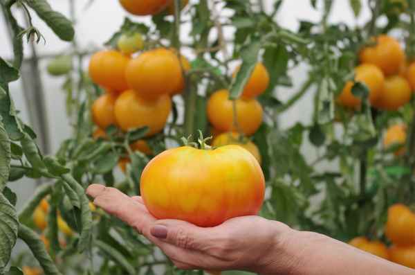 Томат Азоюшка: описание и хаpaктеристика сорта, отзывы, фото