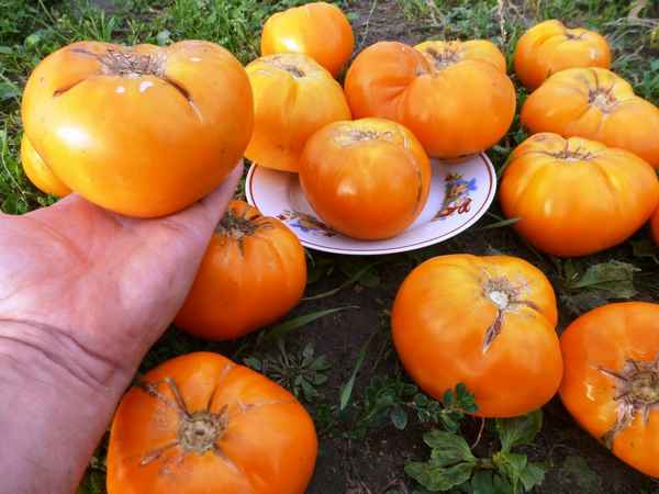 Томат Бигоранж F1: описание, фото, отзыв, урожайность сорта