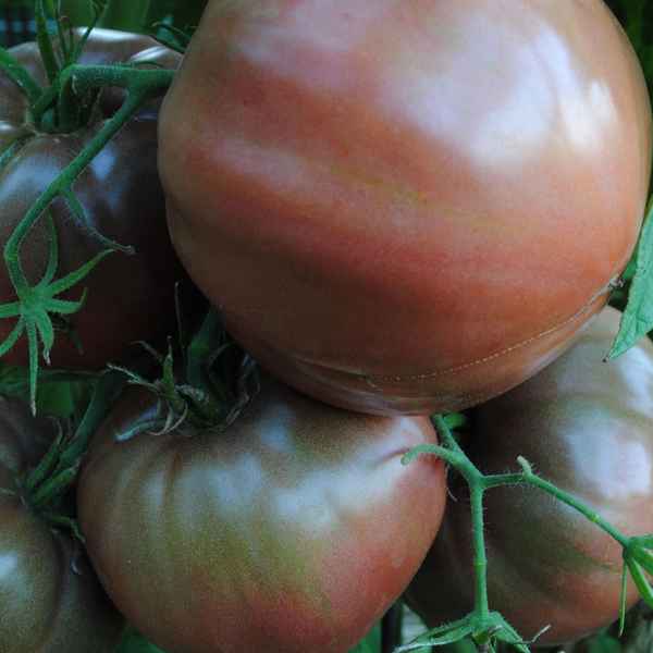 Томат Черномор: описание сорта, отзывы, фото, урожайность