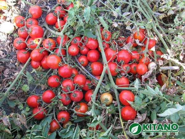 Томат Асвон F1: описание и урожайность сорта, отзывы, фото