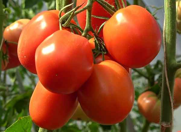 Томат Великосветский F1: описание сорта, отзывы, фото
