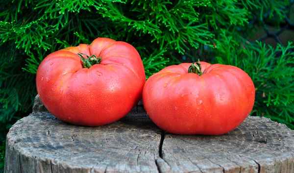 Томат Верное сердце: описание сорта, урожайность, отзывы, фото
