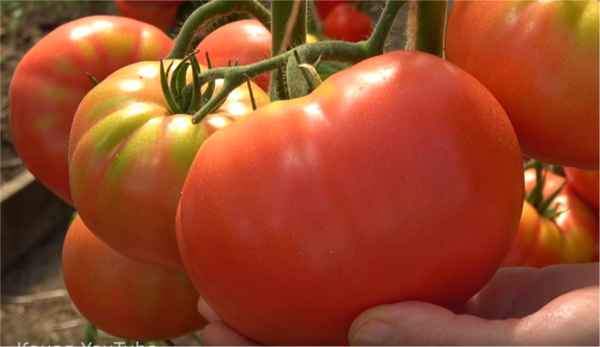 Томат Гордость застолья F1: описание, урожайность, отзывы, фото