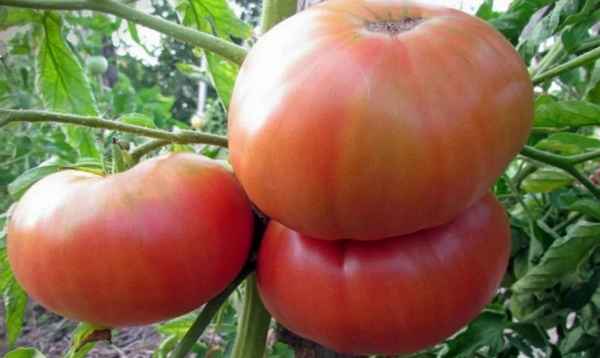 Томат Гордость Сибири: описание сорта, отзывы, фото, урожайность