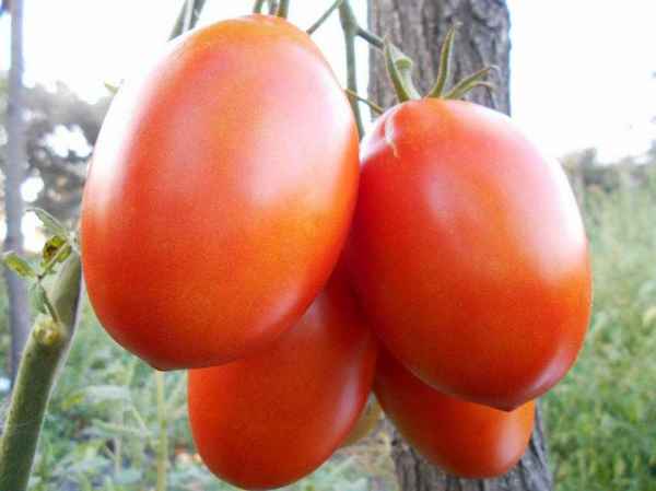 Томат Гусиное яйцо: описание сорта, фото, отзывы, урожайность