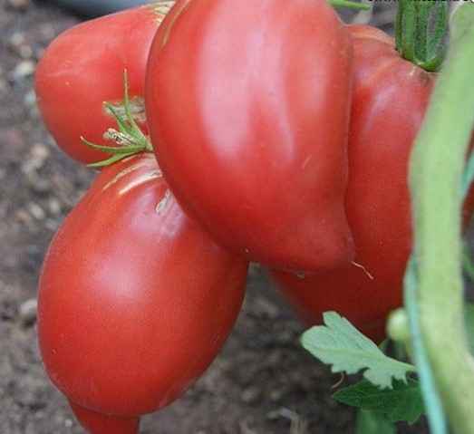 Томат Бычки Минусинские: описание сорта, отзывы, фото