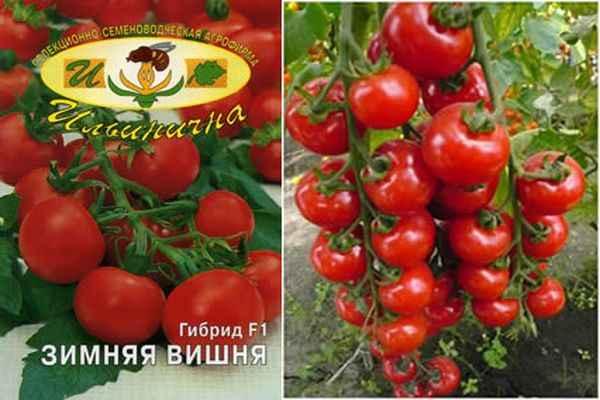 Томат Зимняя вишня F1: описание, урожайность сорта, отзывы, фото