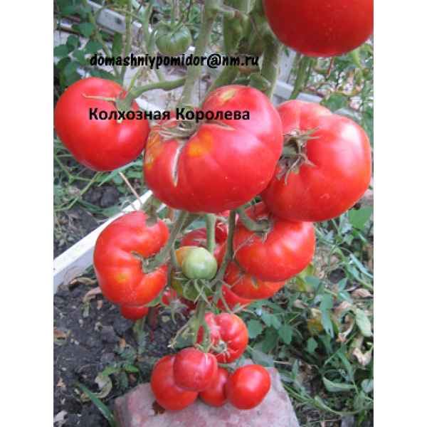 Томат Колхозная королева: описание сорта, отзывы, фото