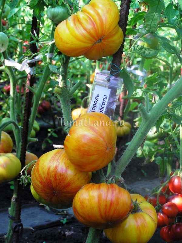 Томат Король красоты: описание, фото, отзыв, урожайность сорта