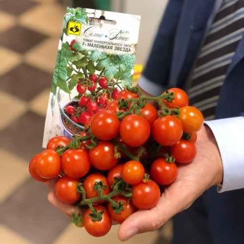 Томат Маленькая Звезда F1: описание сорта, отзывы, фото