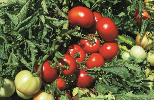 Томат Импала F1: описание и хаpaктеристика сорта, фото, отзывы