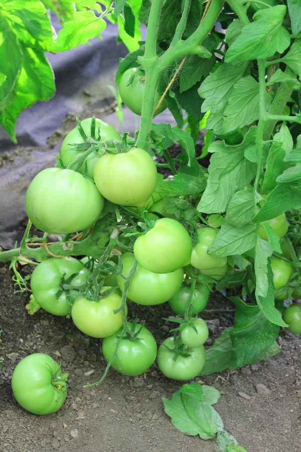 Томат Изумрудные купола F1: описание сорта, отзывы, фото