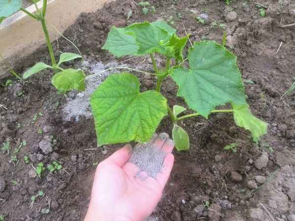 Подкормка огурцов в открытом грунте: фото, видео, правила