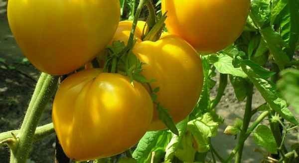 Томат Золотой король: описание сорта, фото, отзывы, урожайность