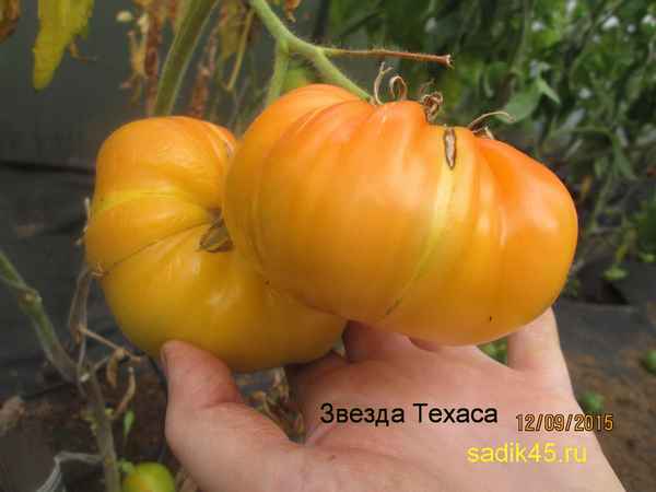 Томат Звезда Техаса: хаpaктеристика, описание сорта, отзыв, фото