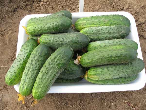 Огурец Сатина F1: описание сорта, отзывы и урожайность, фото