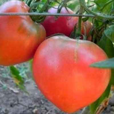 Томат Любимый Праздник: описание сорта, фото, отзыв, урожайность