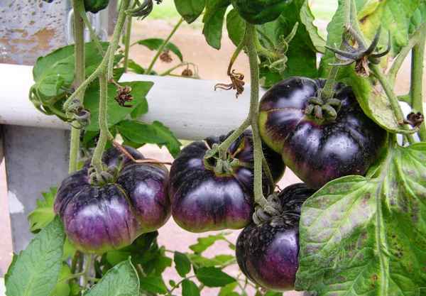 Томат Лазурный гигант F1: описание сорта, отзывы, урожайность