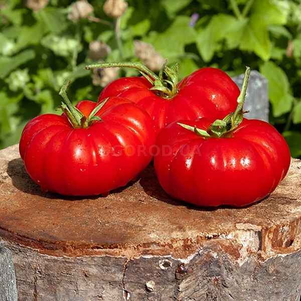 Томат Морская Звезда: описание сорта, отзывы, фото