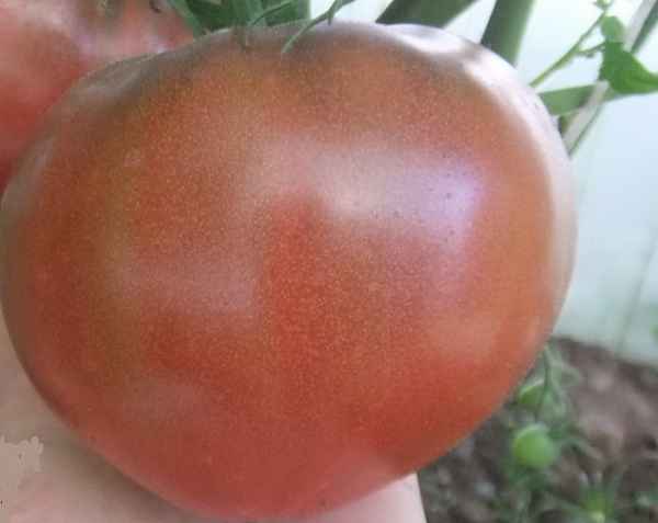 Томат Не Фиолетовая клубника: описание сорта, отзыв, фото