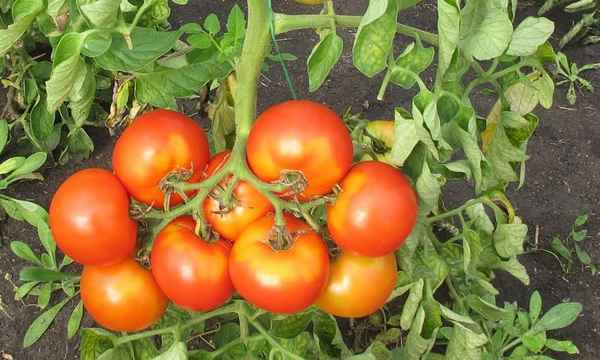 Томат Мисс мира F1: описание и хаpaктеристика сорта, фото, отзыв