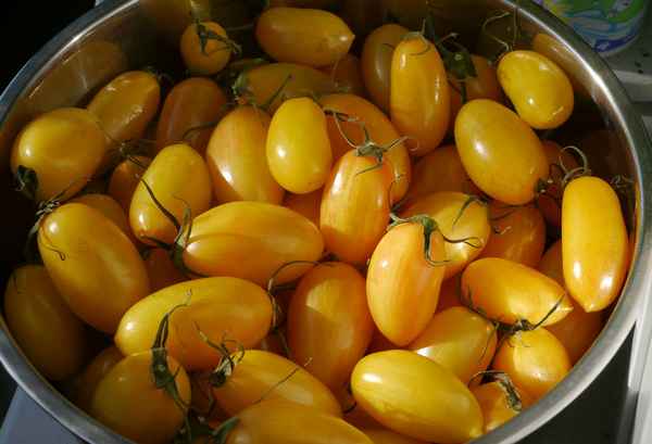 Томат Медовые пальчики F1: описание сорта, отзывы, фото