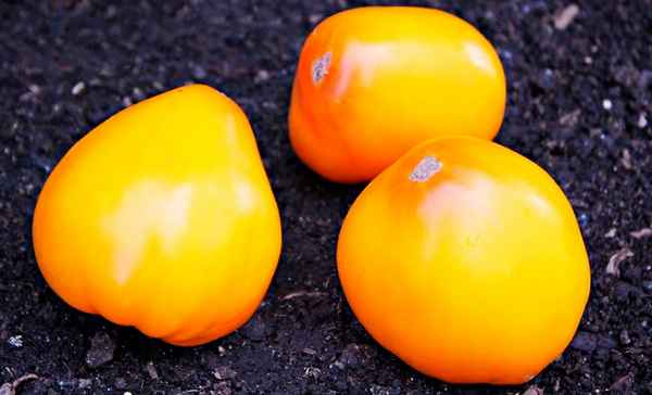 Томат Медовое сердце F1: описание сорта, отзывы, урожайность