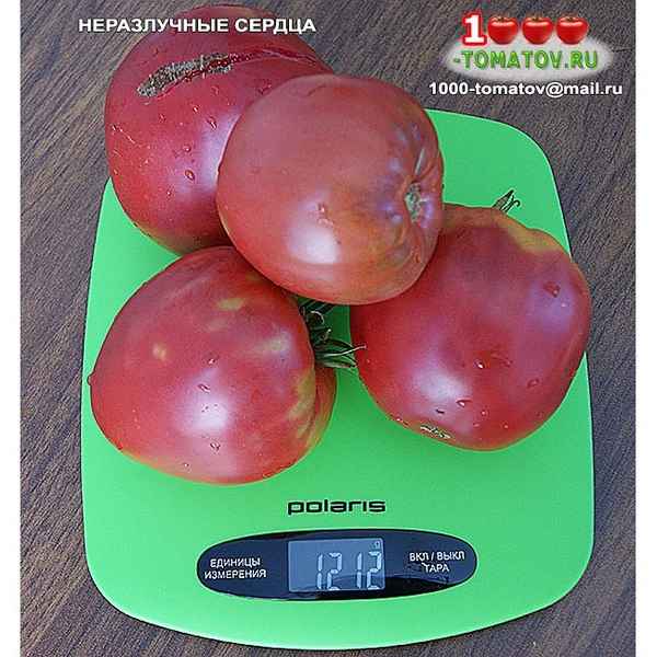 Томат Неразлучные Сердца: описание сорта, фото, отзывы