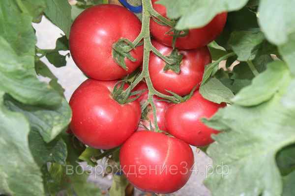 Томат Малинка Стар F1: описание сорта, отзывы, фото, урожайность