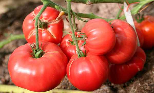 Томат Любовь Ирана: описание и урожайность сорта, фото, отзывы
