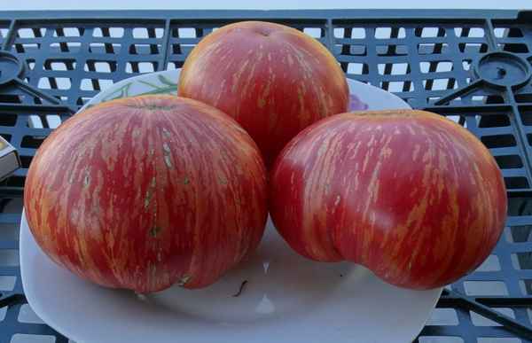 Томат Пышная королева: описание сорта, фото, отзывы