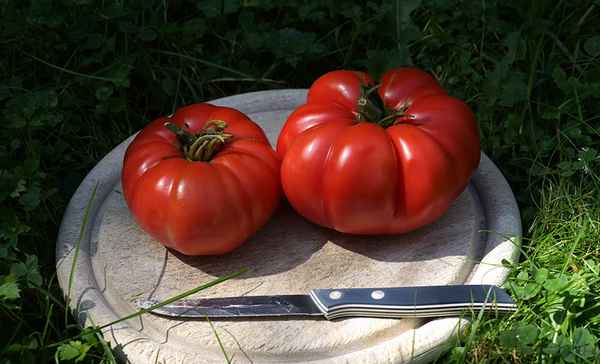 Томат Красный буйвол F1: описание сорта, фото, отзывы
