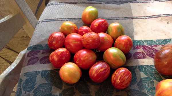 Томат Русская королева: описание сорта, фото, отзывы