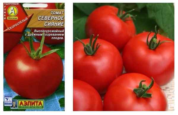 Томат Северное сияние: описание и урожайность сорта, отзыв, фото