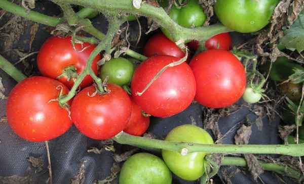Томат Северная королева: описание сорта, фото, отзывы