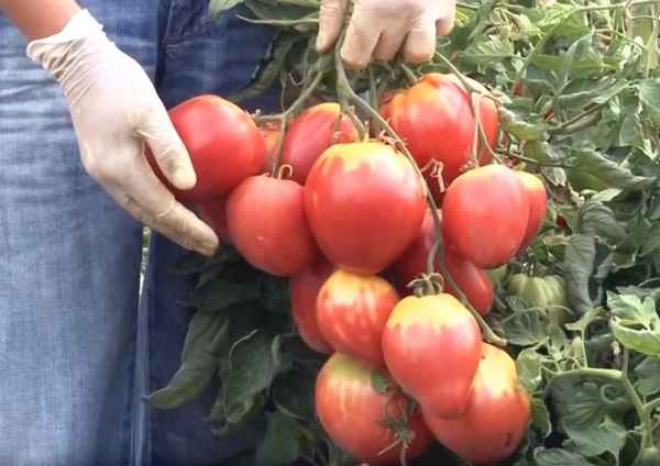 Томат Сахарная Настасья: описание сорта, отзывы, фото