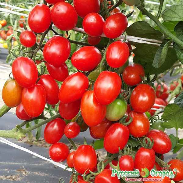 Томат Финик сибирский F1: описание сорта, отзывы, фото