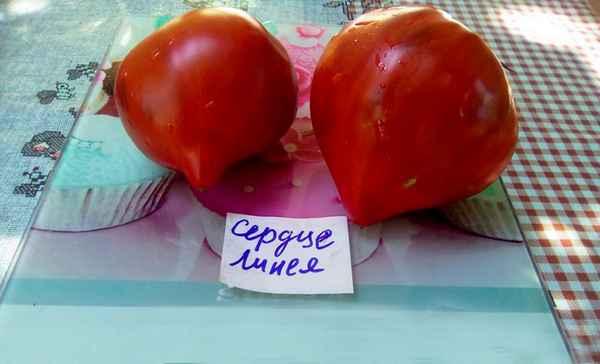 Томат Сердце Линнея: описание сорта, фото, отзывы, урожайность
