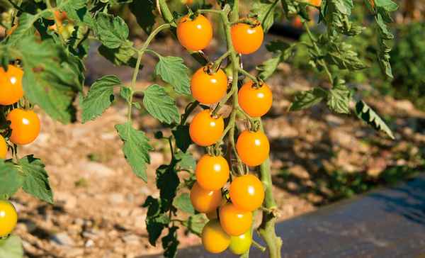 Томат черри Кира F1: описание и урожайность сорта, фото, отзывы