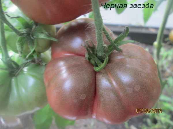 Томат Черная звезда: описание сорта, отзывы, фото