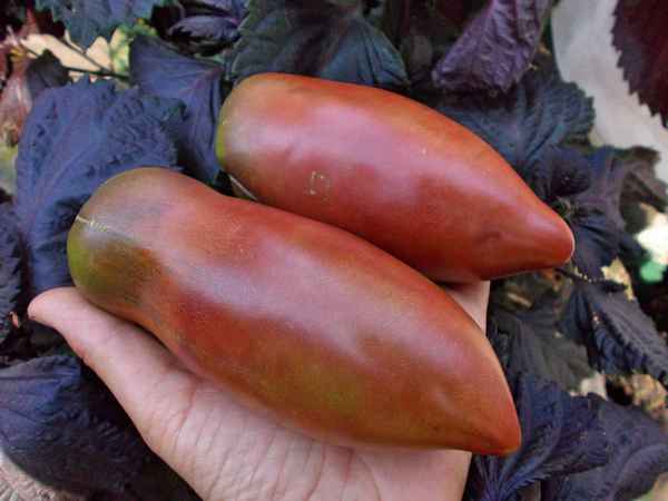 Томат Фиолетовая гордость Весселя: описание, отзывы, фото