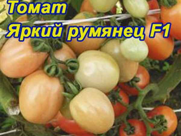 Томат Яркий румянец F1: описание сорта, отзыв, фото, урожайность