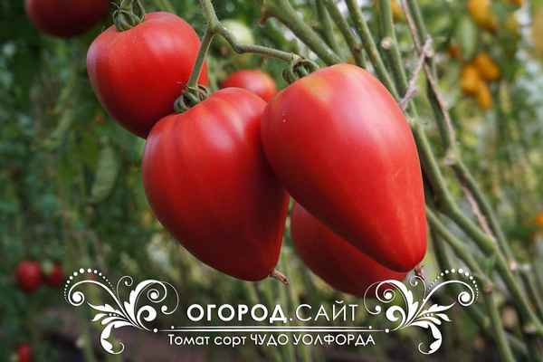 Томат Чудо Уолфорда: описание и урожайность сорта, фото, отзывы