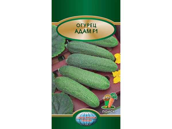 Огурец Адам F1: описание сорта, фото, отзывы и урожайность