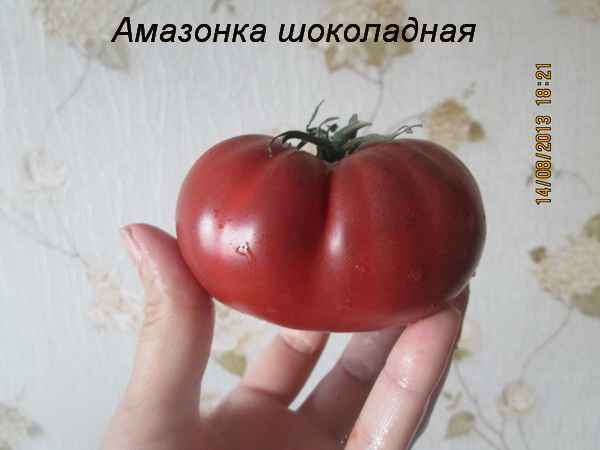 Томат Шоколадная Амaзoнка F1: описание сорта, отзывы, фото