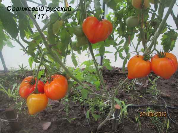 Томат Оранжевый русский: описание, фото, отзывы, урожайность