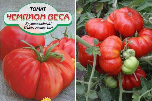 Томат Чемпион веса: хаpaктеристика и описание сорта, фото, отзыв