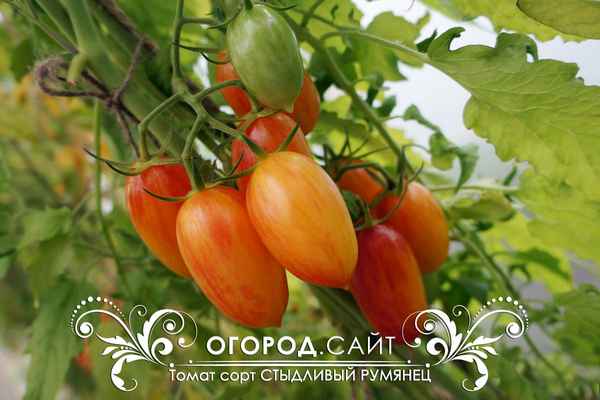 Томат Стыдливый румянец: описание сорта, отзывы, фото