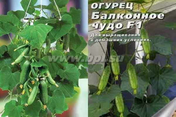 Огурец Балконное чудо F1: описание, отзывы, фото, урожайность